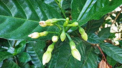 《阿凡达：潘多拉边境》4K截图欣赏 风景如画